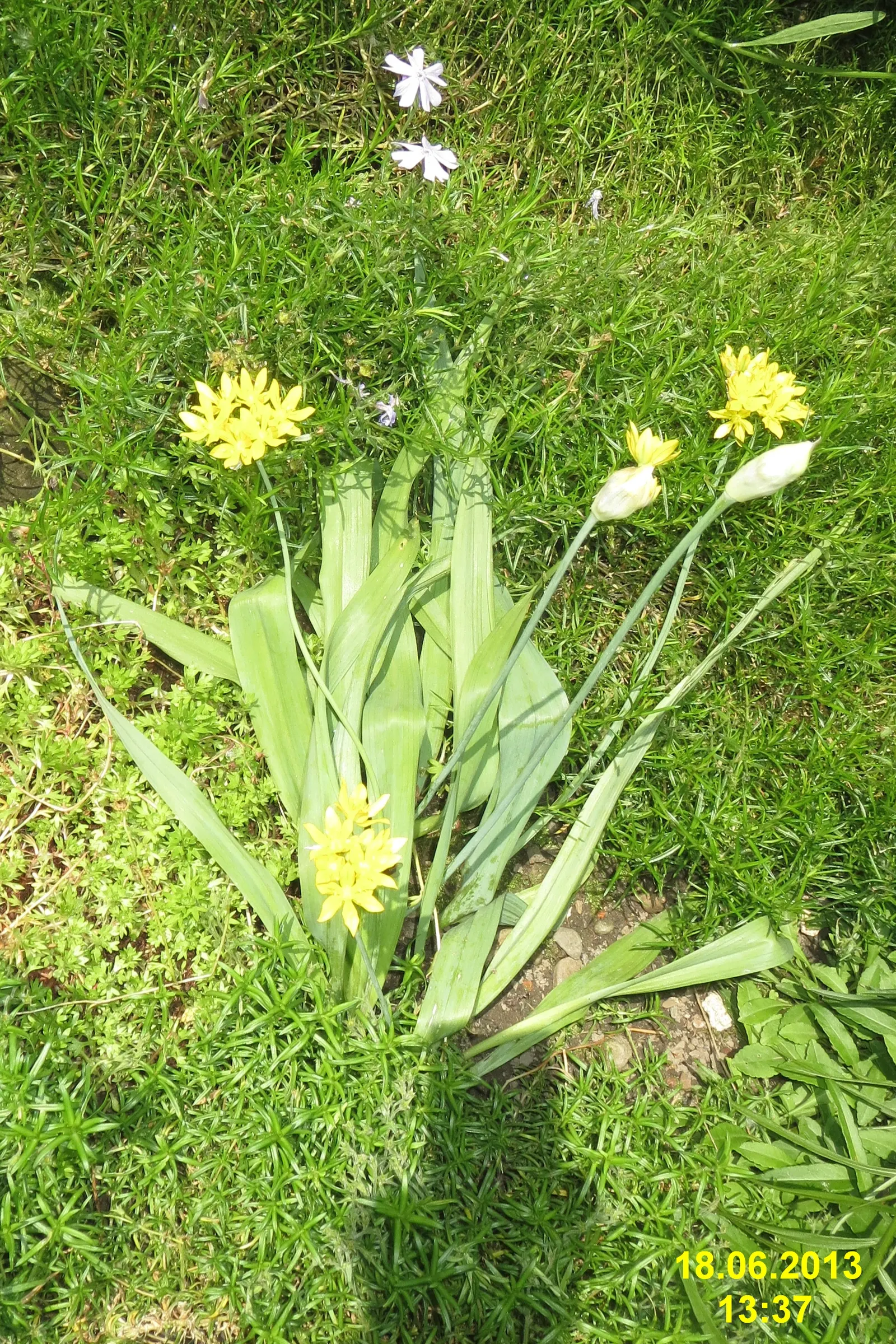 Star Of Bethlehem (Ornithogalum arabicum) — it's best to position the bulbs about 3 to 4 inches deep and 6 to 8 inches apart