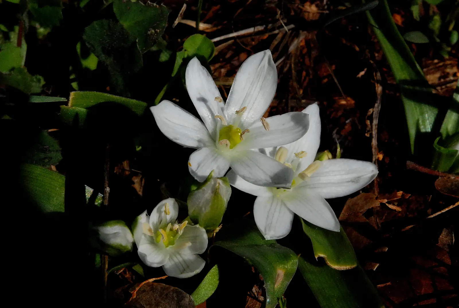 Star Of Bethlehem (Ornithogalum arabicum) — Originating from the Mediterranean region
