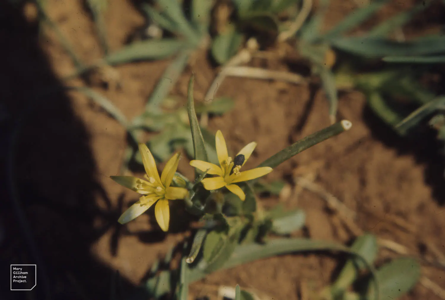 Star Of Bethlehem (Ornithogalum arabicum) — scientifically known as Ornithogalum arabicum, image 67