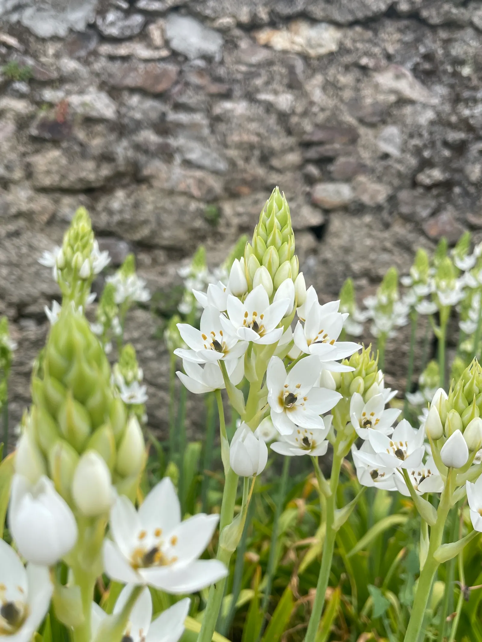 Star Of Bethlehem (Ornithogalum arabicum) — Minimal maintenance is required, making it a charming choice for busy homeowners; making it suitable for gardeners