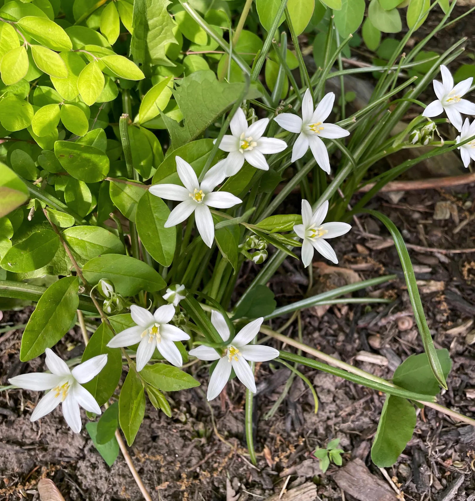 Star Of Bethlehem (Ornithogalum arabicum) — it's best to position the bulbs about 3 to 4 inches deep and 6 to 8 inches apart; scientifically known as