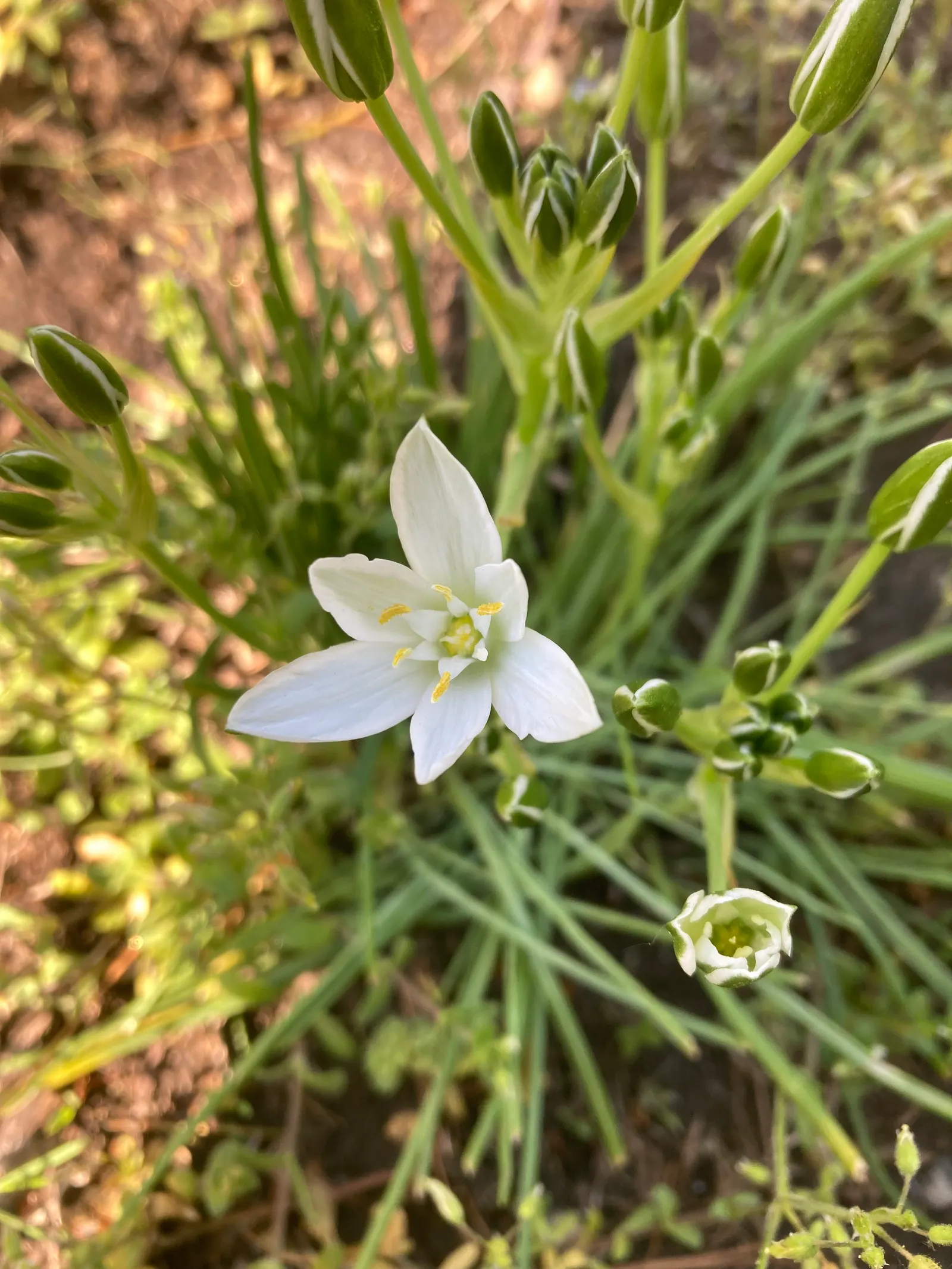 Star Of Bethlehem (Ornithogalum arabicum) — is a captivating bulbous perennial that can add a touch of elegance to any garden design