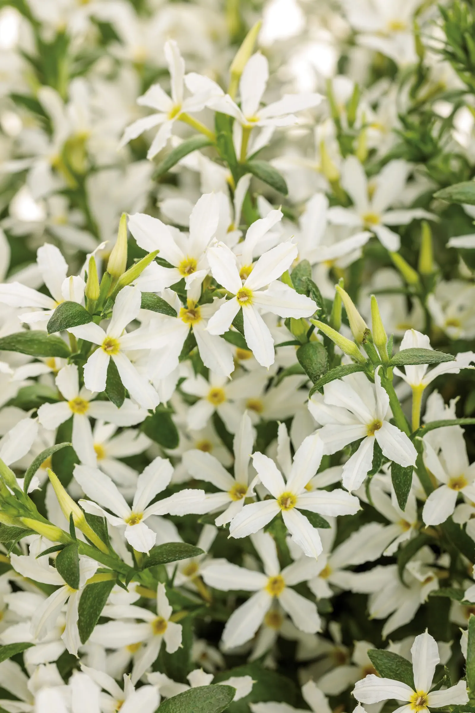 White fan flower (Scaevola aemula) — The Scaevola aemula is a compact annual with crisp white, star-shaped blooms and fresh green foliage