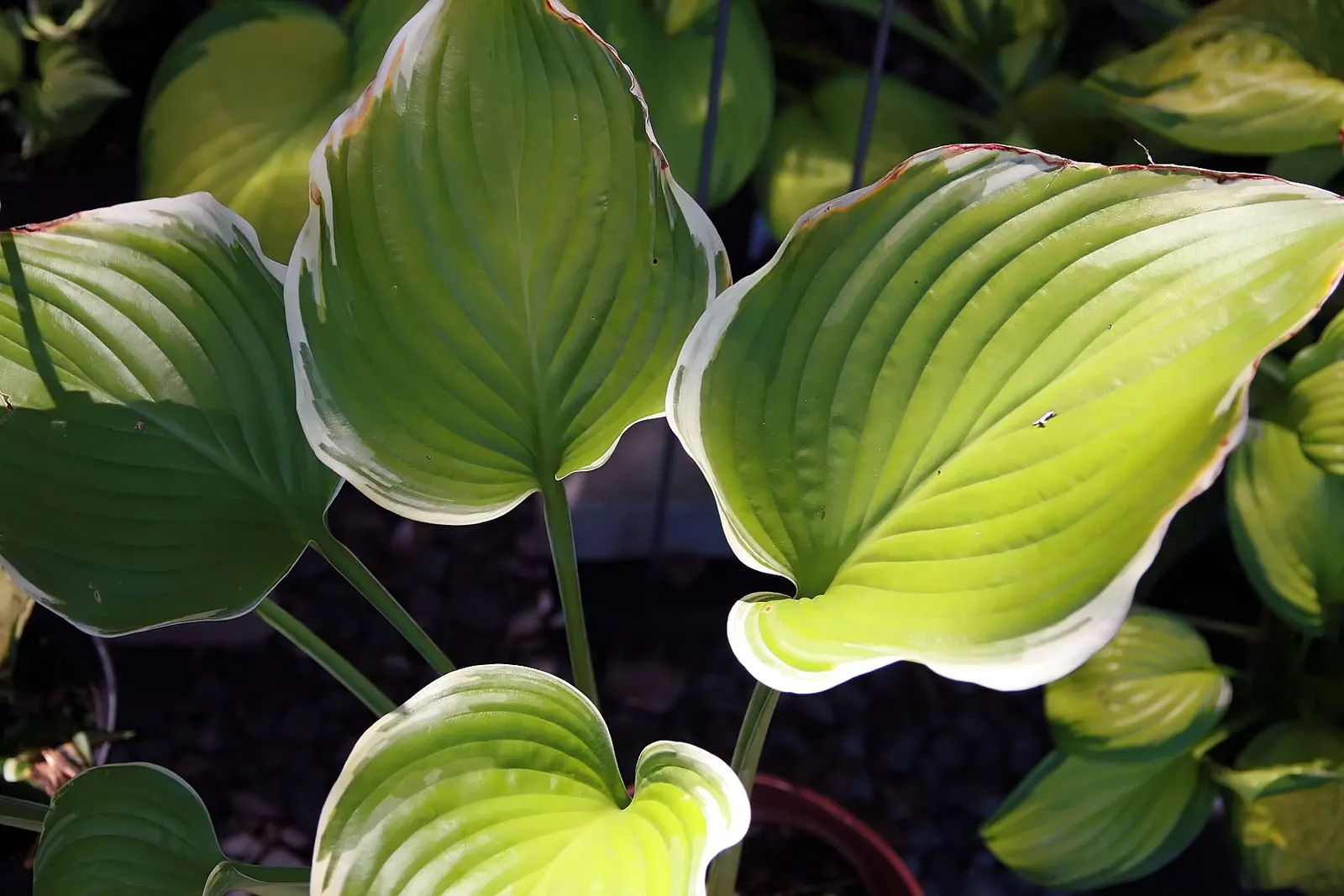 Sagae Hosta (Hosta 'Sagae') — The Hosta 'Sagae' exhibits a stately presence in any garden design