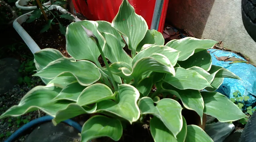 Sagae Hosta (Hosta 'Sagae') — heart-shaped leaves with striking blue-green centers and creamy yellow margins