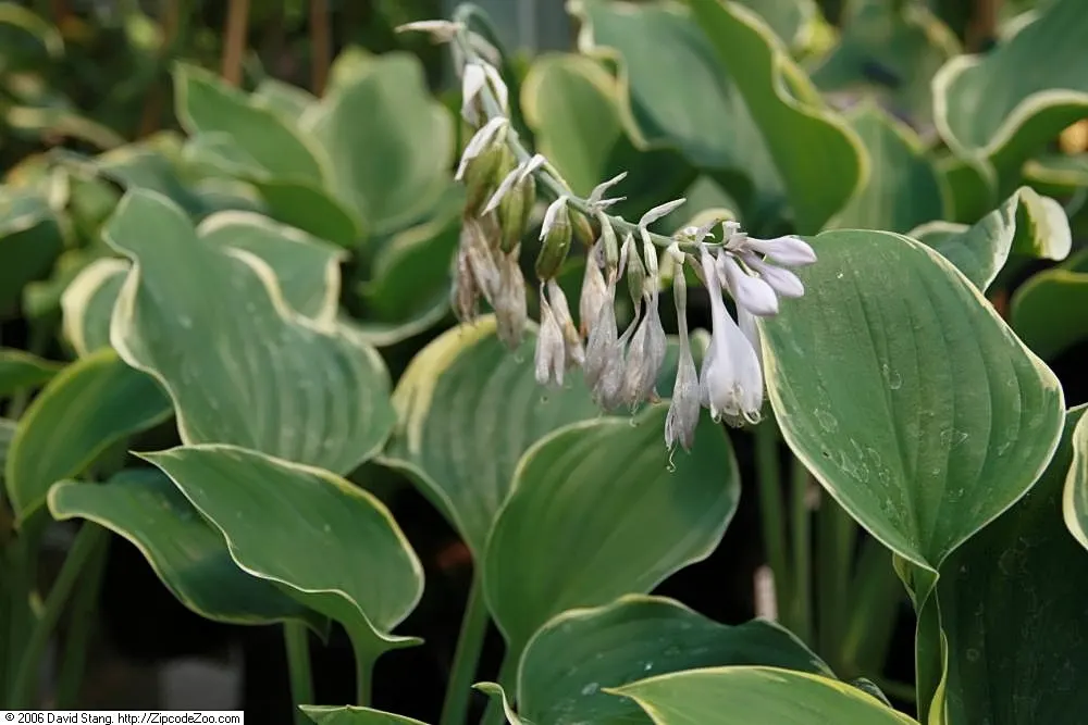 Sagae Hosta (Hosta 'Sagae') — With a mature size up to 31 inches in height and a spread up to 70 inches, it provides an impressive display