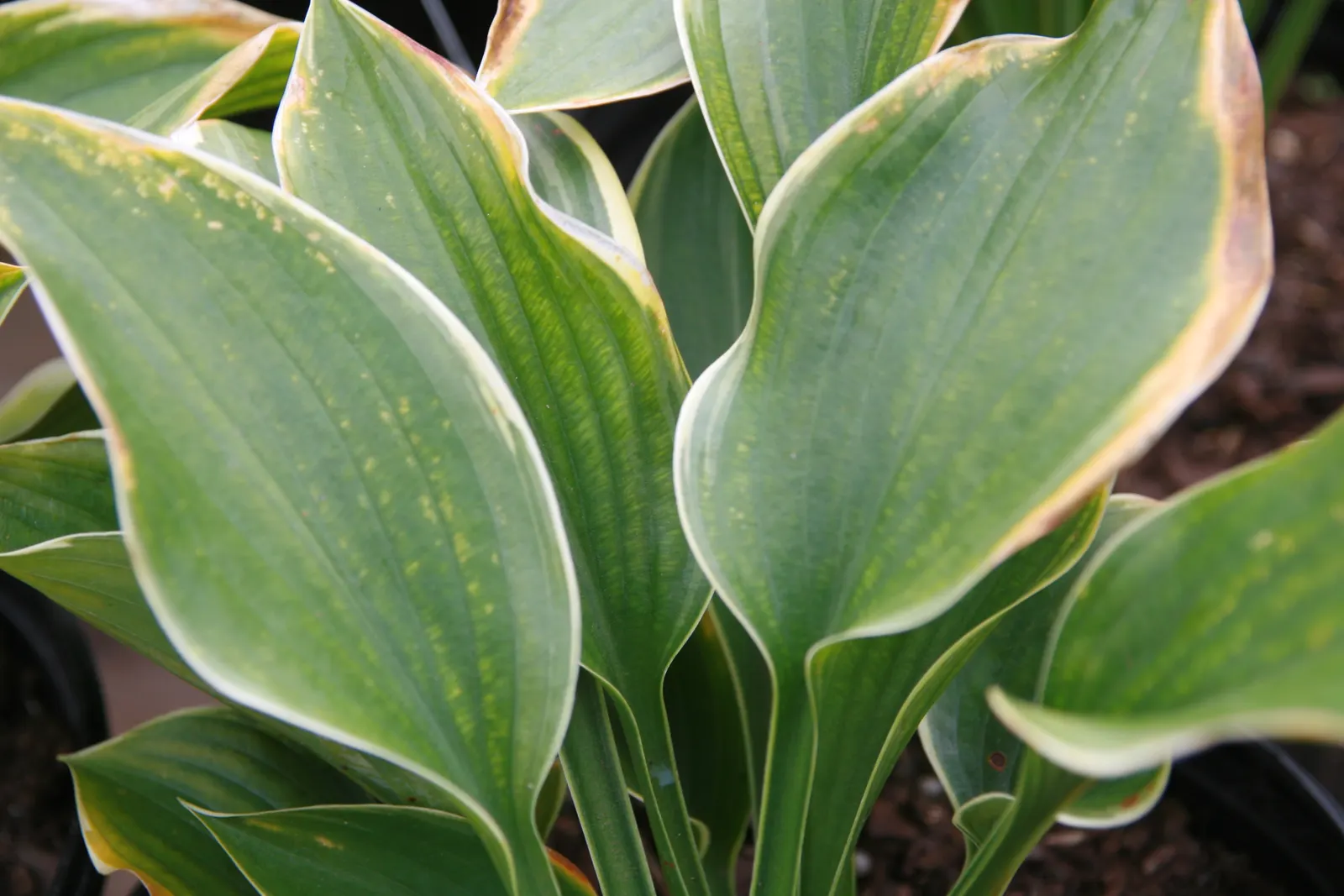 Sagae Hosta (Hosta 'Sagae') — This variegated perennial features a distinct foliage of heart-shaped leaves that can reach impressive sizes