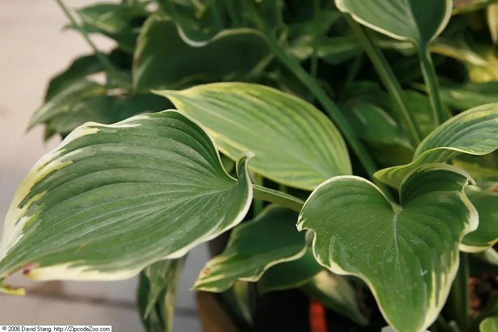 Sagae Hosta (Hosta 'Sagae') — Tall flower stalks with lavender blooms emerge in midsummer, enhancing its visual appeal