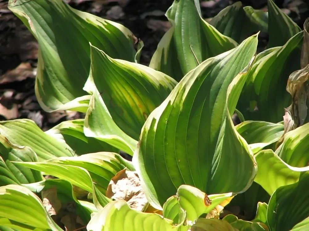 Sagae Hosta (Hosta 'Sagae') — The Hosta 'Sagae' features variegated