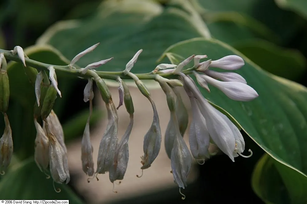 Sagae Hosta (Hosta 'Sagae') — bringing with it an air of elegance and a lush broadleaf appeal