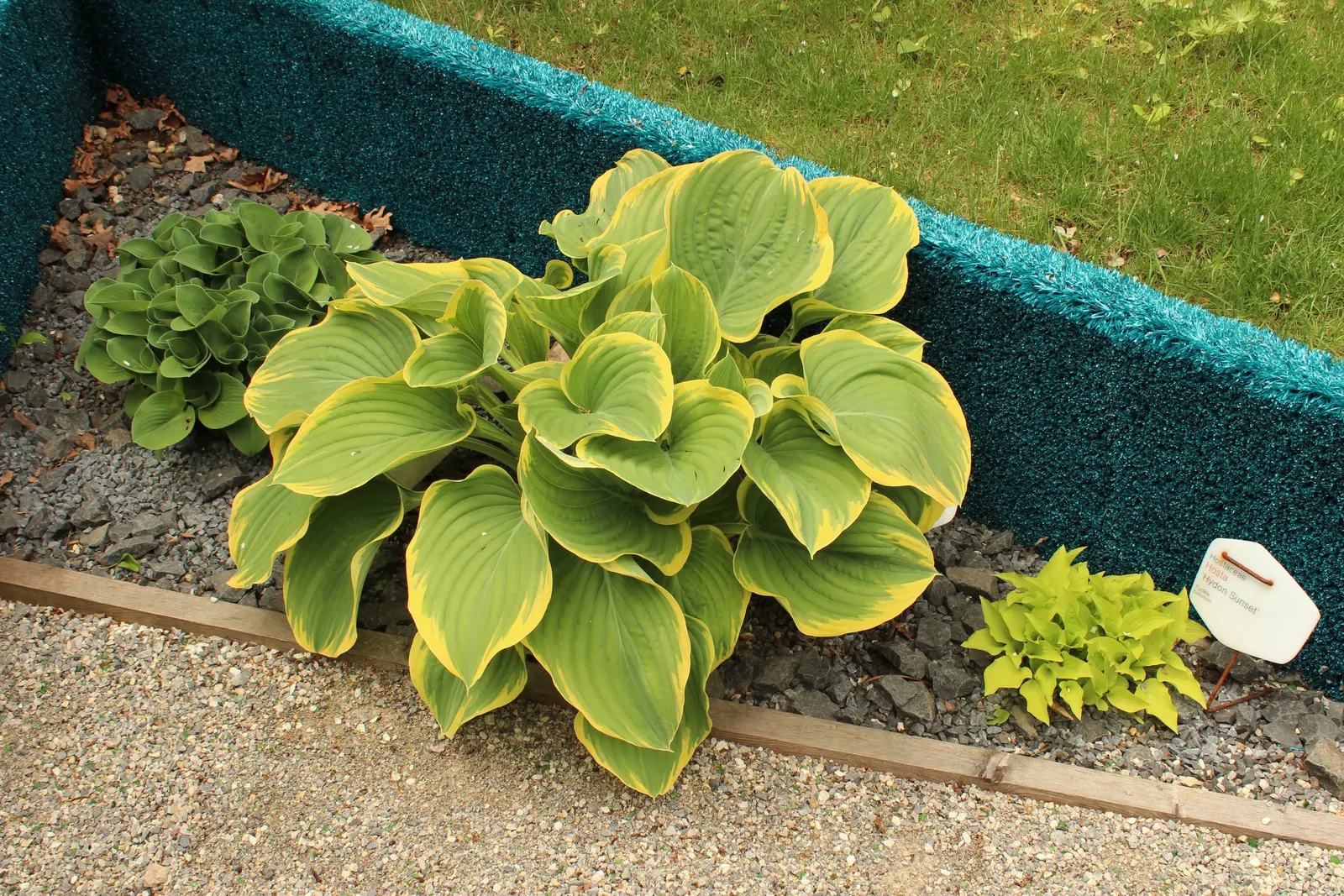 Sagae Hosta (Hosta 'Sagae') — It's a hardy perennial, flourishing in partial to full shade
