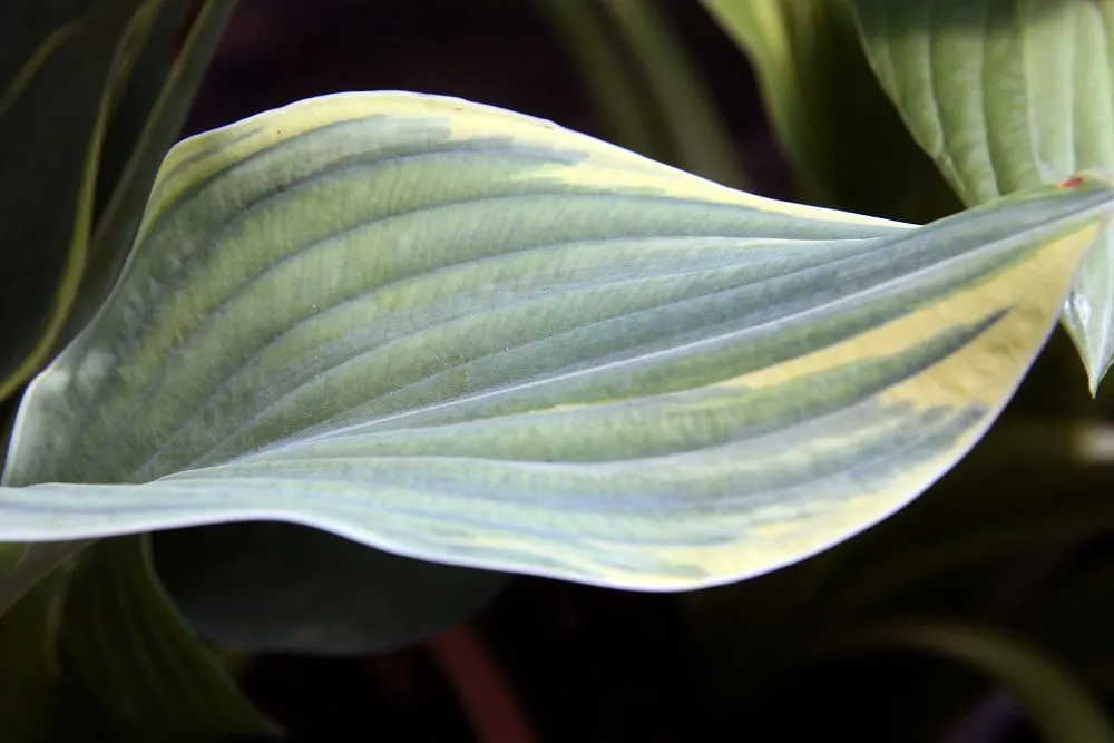 Sagae Hosta (Hosta 'Sagae') — Ideal for shady borders and woodland gardens, it requires well-drained soil