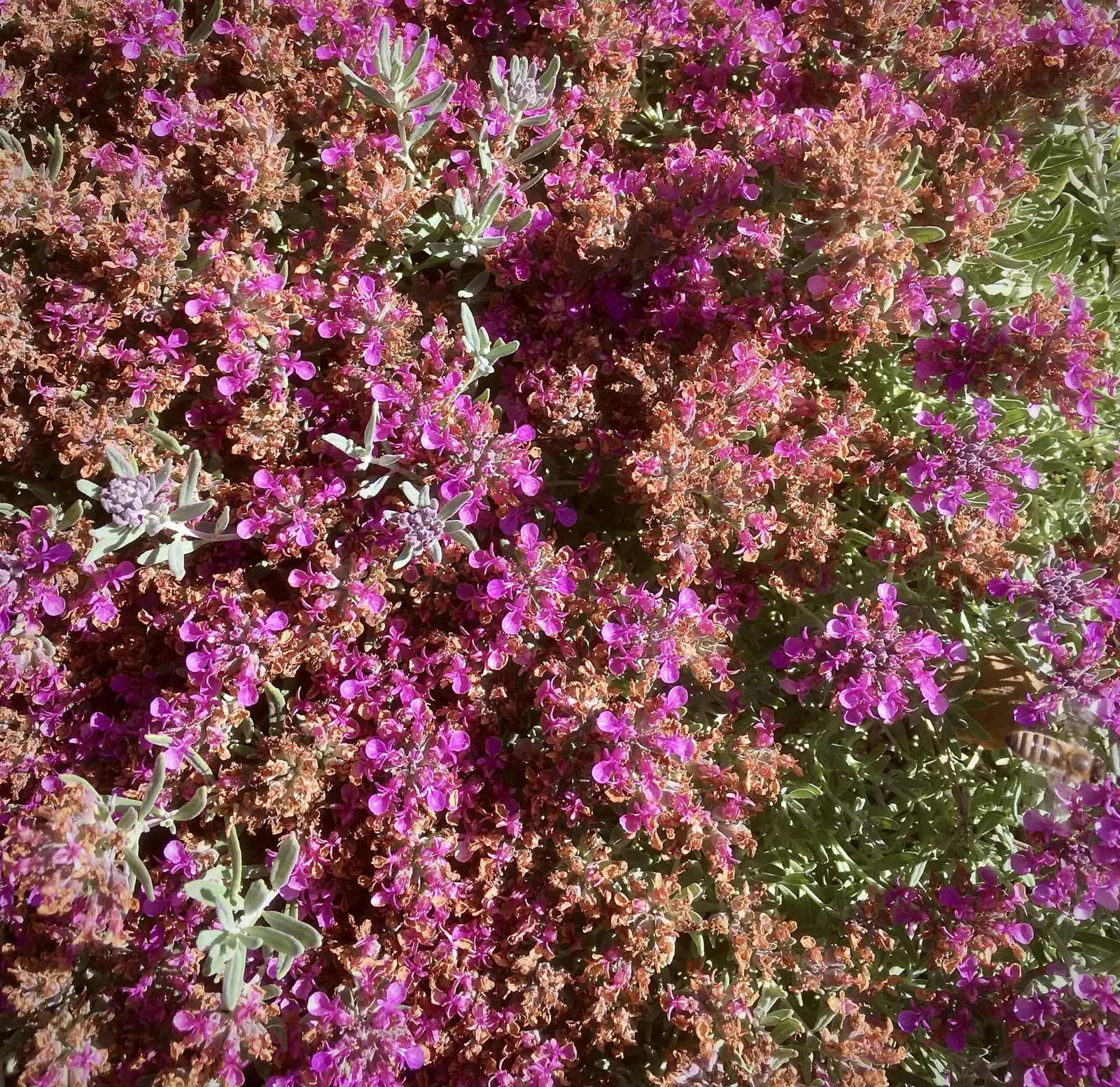 Majorcan Germander (Teucrium Cossonii Majoricum) — Its silver-green foliage contrasts beautifully against spikes of vibrant purple flowers