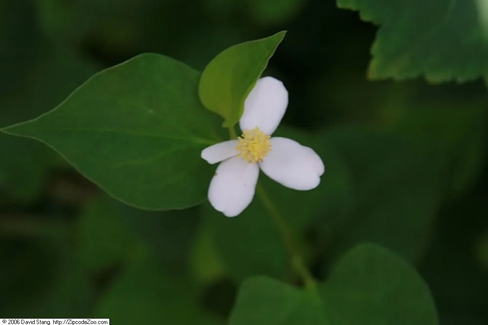 Houttuynia (Houttuynia Cordata 'Chamelion') — reaching a height and spread of 6-12 inches; providing a striking contrast in textures and colors, image 66