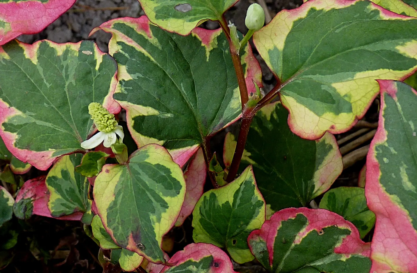 Houttuynia (Houttuynia Cordata 'Chamelion') — Noted for its rapid growth; low-growing perennial featuring heart-shaped leaves splashed with hues of, image 67