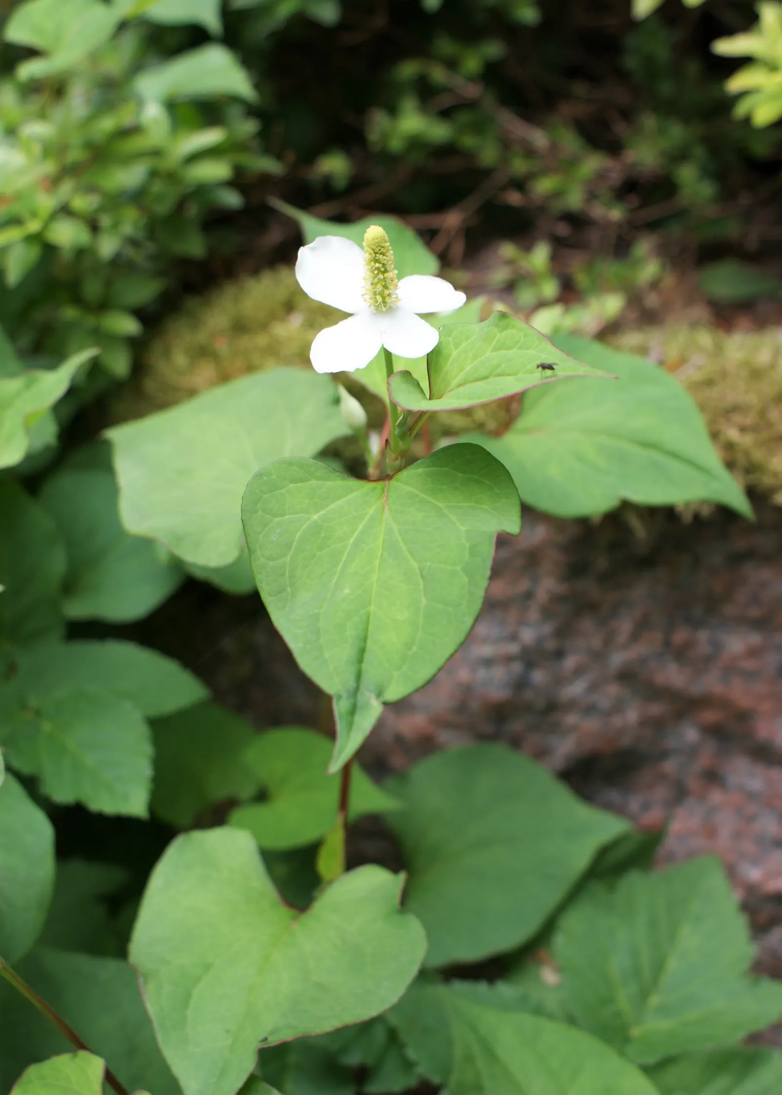 Houttuynia (Houttuynia Cordata 'Chamelion') — Fragrant white flowers appear in summer; keep in perspective its invasive nature and plant with care, image 70