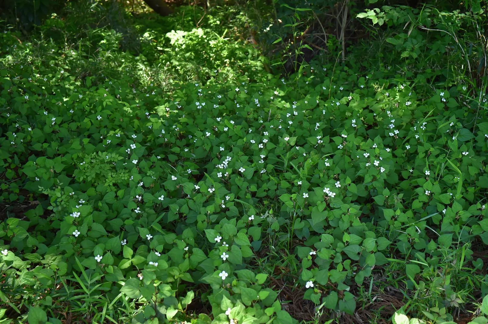 Houttuynia (Houttuynia Cordata 'Chamelion') — preferring moist to wet soil conditions; regular maintenance may include trimming back runners to prevent