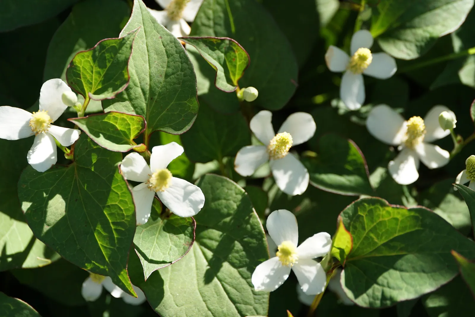 Houttuynia (Houttuynia Cordata 'Chamelion') — reaching a height and spread of 6-12 inches