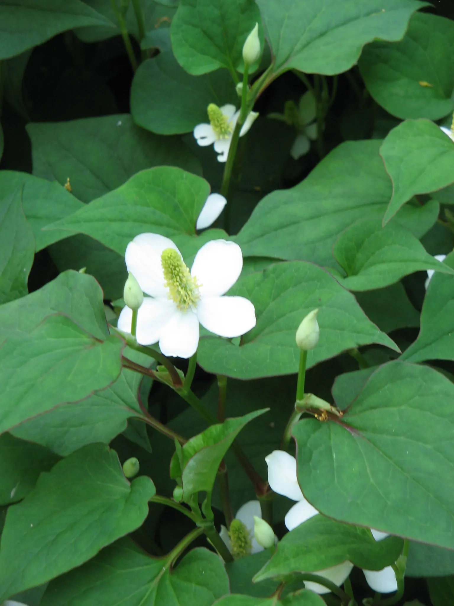 Houttuynia (Houttuynia Cordata 'Chamelion') — so containment is advised