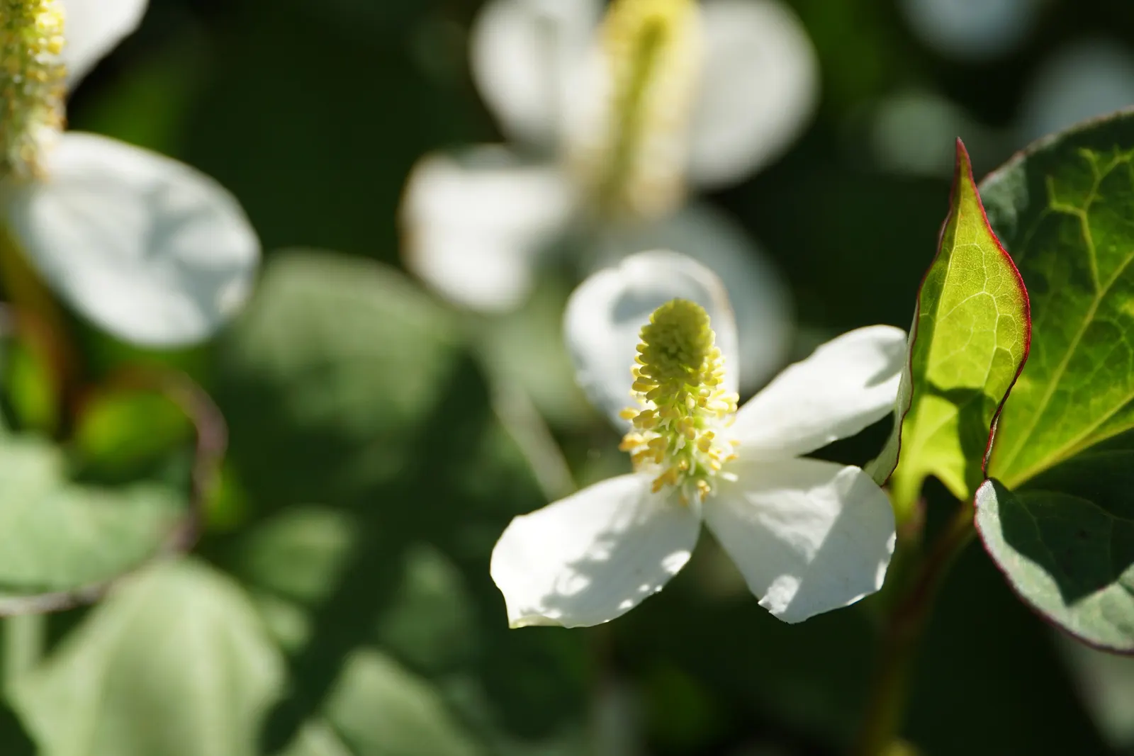 Houttuynia (Houttuynia Cordata 'Chamelion') — Regular maintenance may include trimming back runners to prevent unwanted spread; well-drained soil, image 85