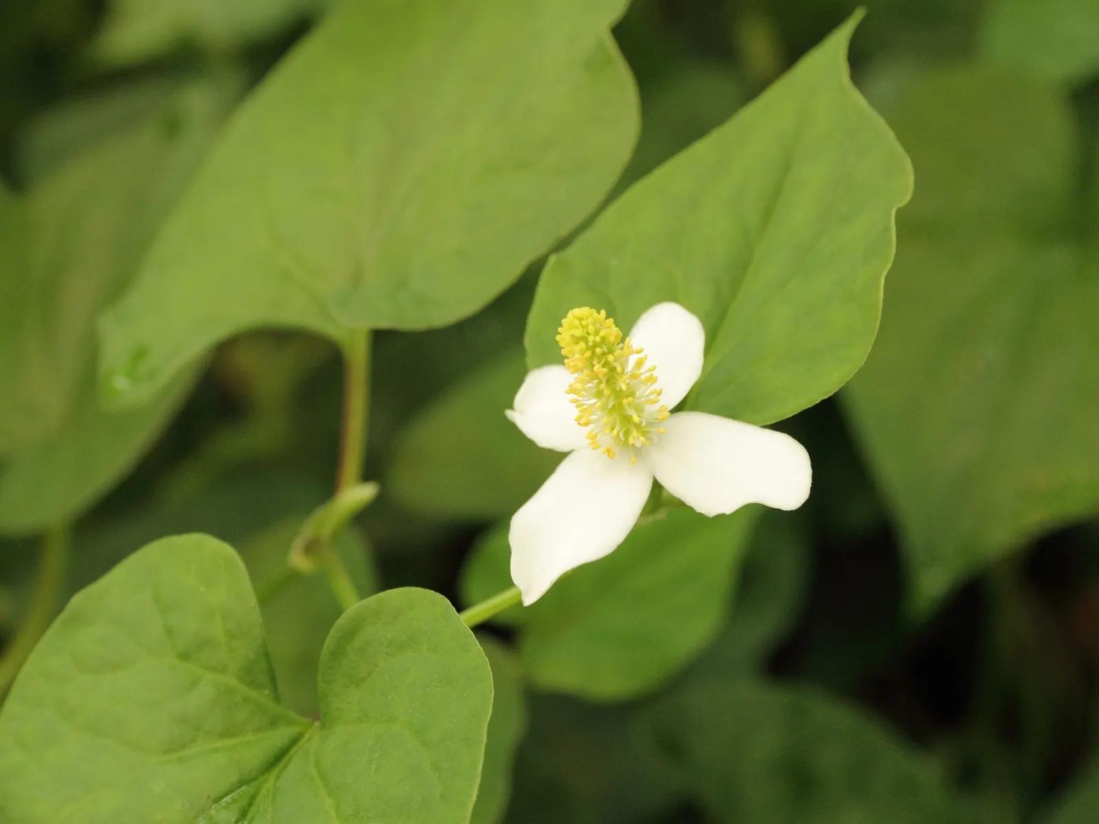 Houttuynia (Houttuynia Cordata 'Chamelion') — Its aromatic foliage can be quite aggressive in growth; which display an artistic mosaic of green