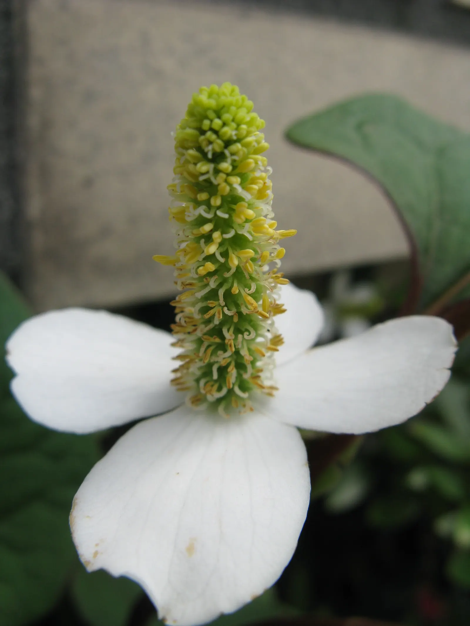 Houttuynia (Houttuynia Cordata 'Chamelion') — The Houttuynia cordata 'Chameleon'; yellow flowers in the garden