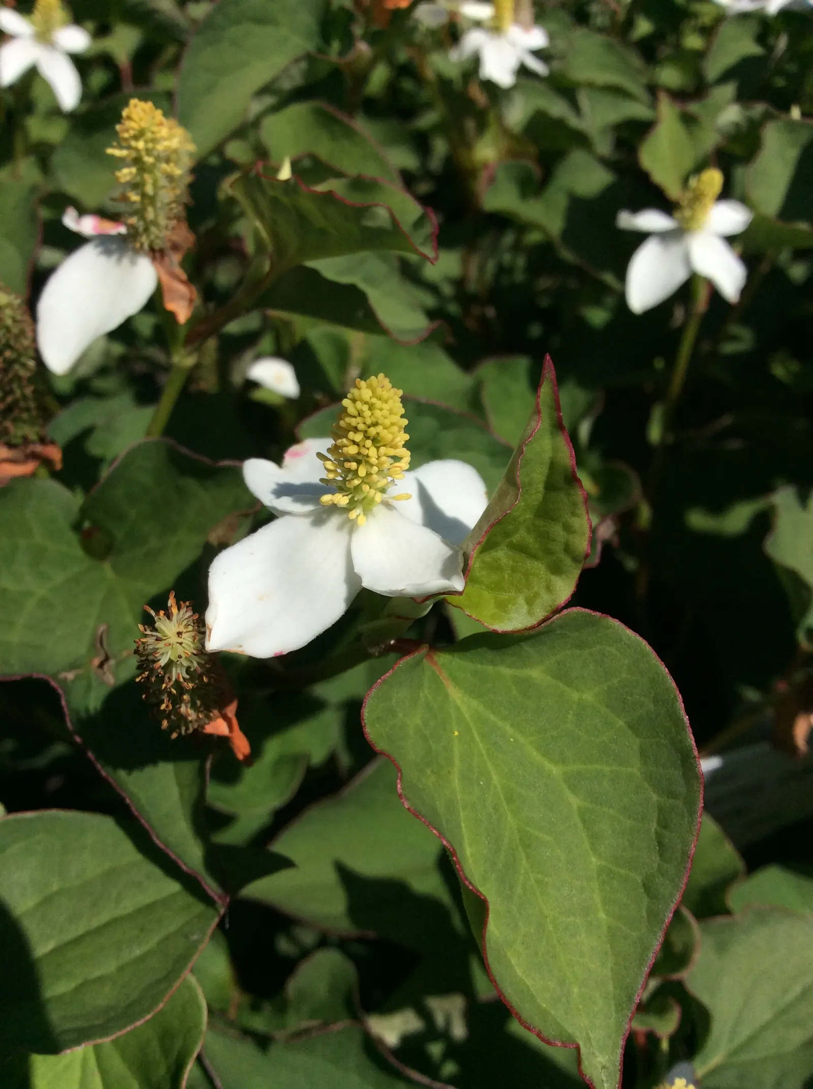 Houttuynia (Houttuynia Cordata 'Chamelion') — low-growing perennial featuring heart-shaped leaves splashed with hues of red; reaching a height and, image 63