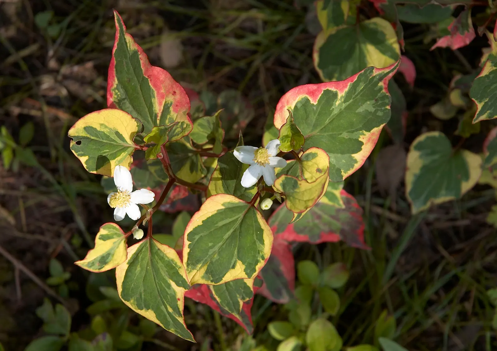 Houttuynia (Houttuynia Cordata 'Chamelion') — Fragrant white flowers appear in summer; keep in perspective its invasive nature and plant with care