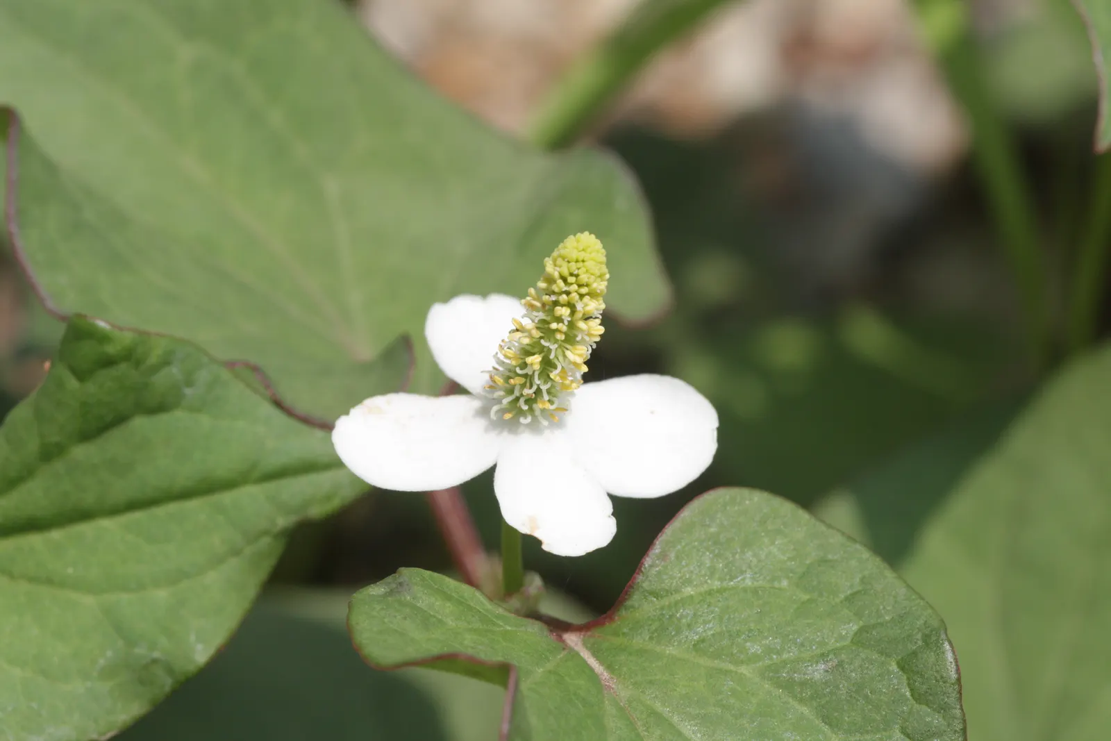 Houttuynia (Houttuynia Cordata 'Chamelion') — yellow flowers in the garden