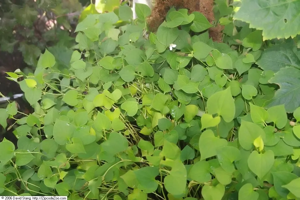 Houttuynia (Houttuynia Cordata 'Chamelion') — making it an ideal choice for water gardens; ground cover / perennial with yellow blooms, image 80