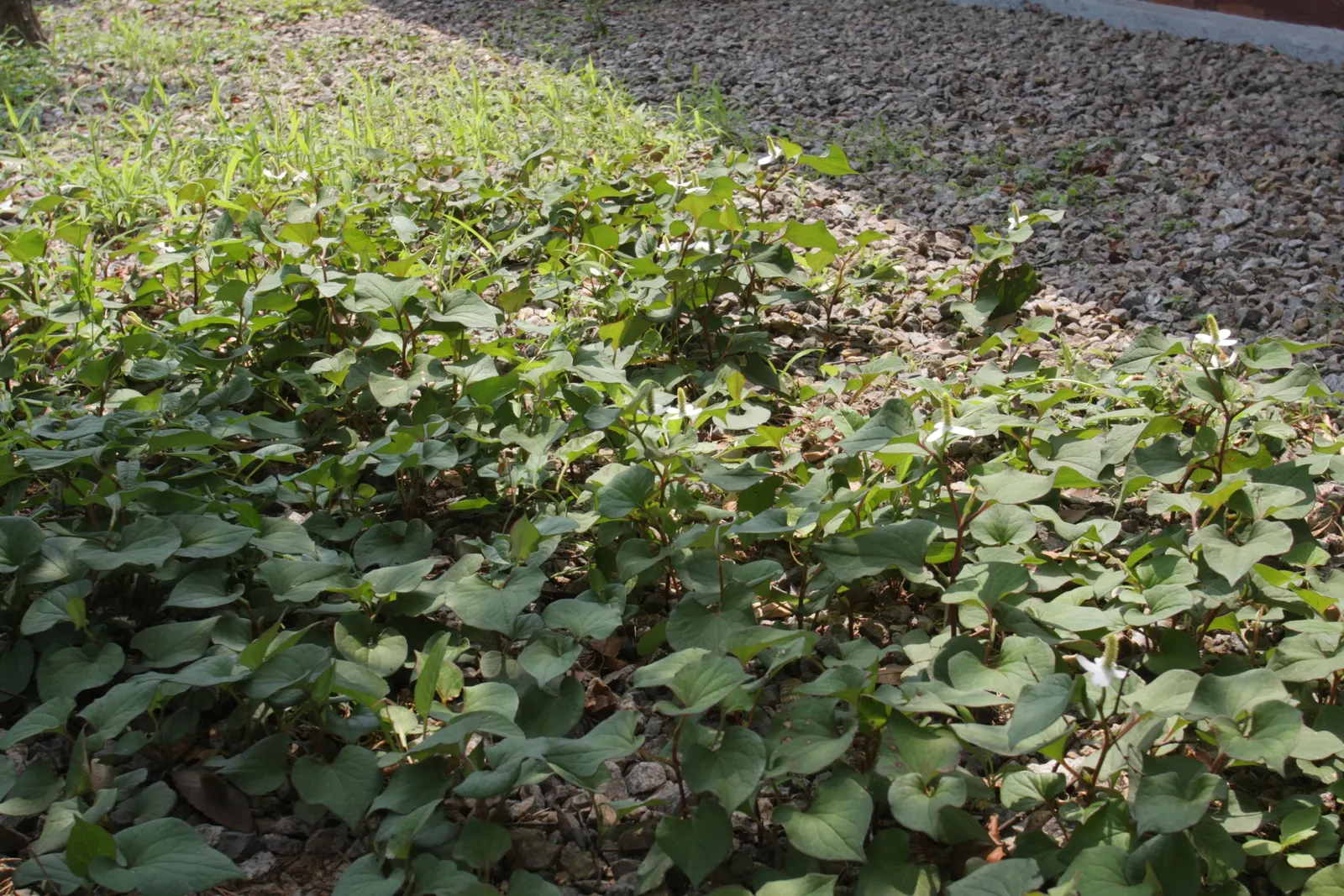 Houttuynia (Houttuynia Cordata 'Chamelion') — As for clients learning about their garden
