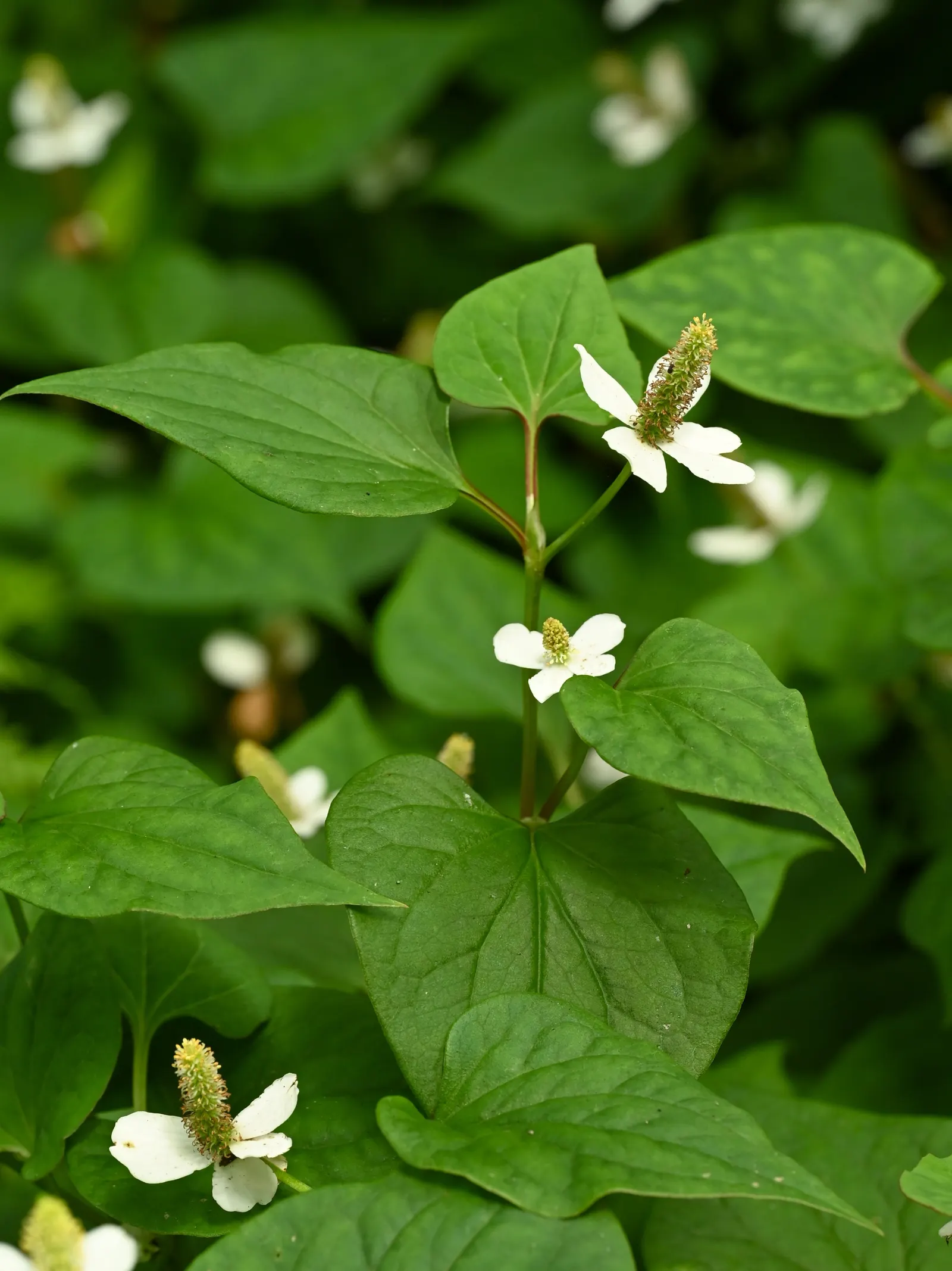Houttuynia (Houttuynia Cordata 'Chamelion') — Its bold foliage pairs well with more subdued shade-loving plants; commonly known as Chameleon Plant