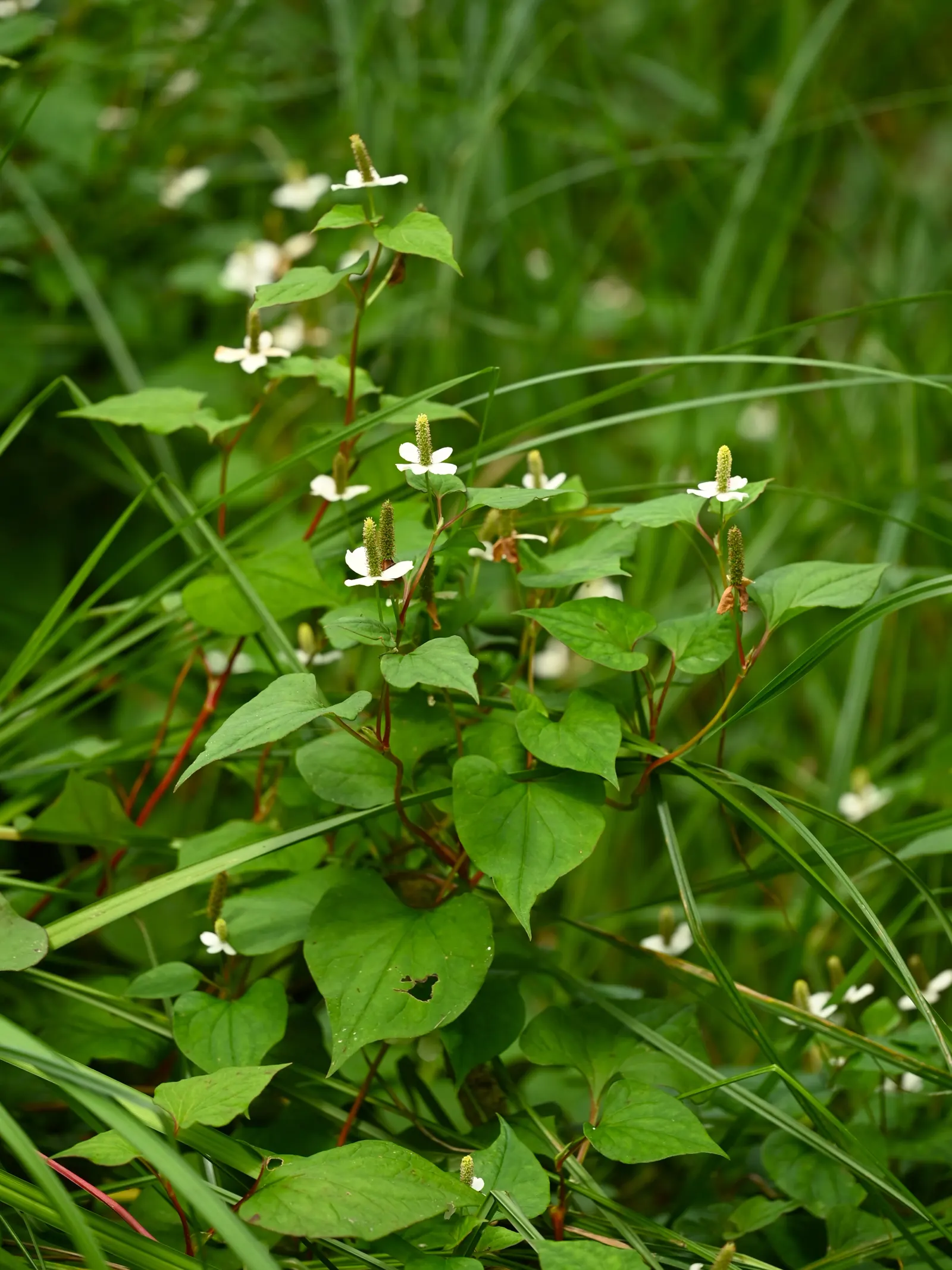 Houttuynia (Houttuynia Cordata 'Chamelion') — requiring minimal care beyond monitoring its growth and ensuring adequate moisture levels; so containment is