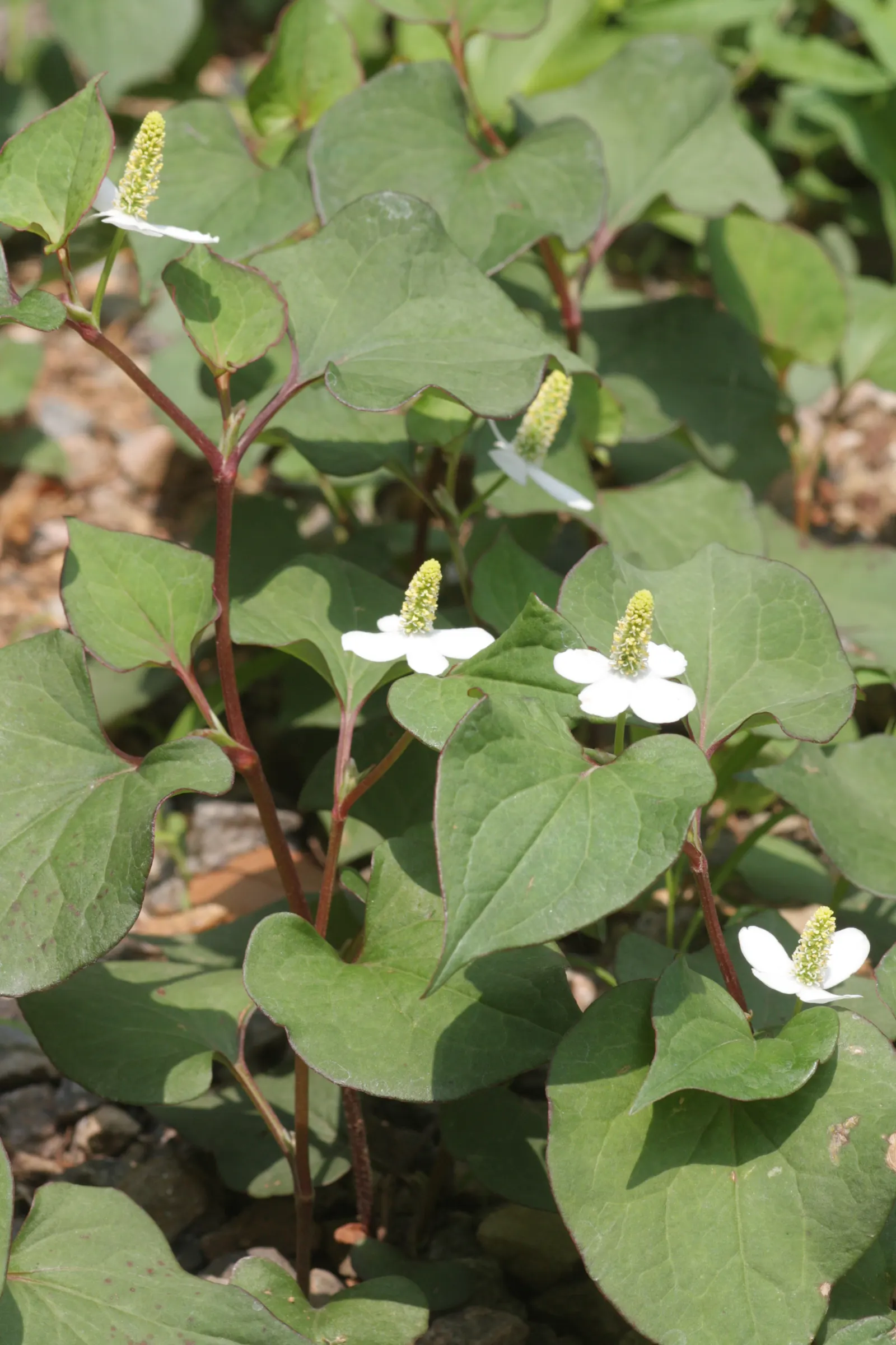 Houttuynia (Houttuynia Cordata 'Chamelion') — reminiscent of a painter's palette; thriving in USDA zones 4-8