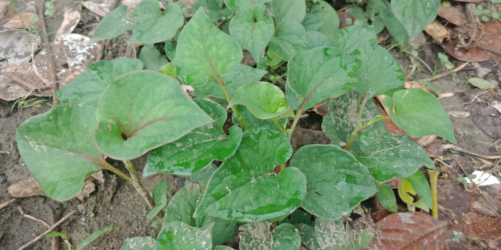 Houttuynia (Houttuynia Cordata 'Chamelion') — commonly known as Chameleon Plant