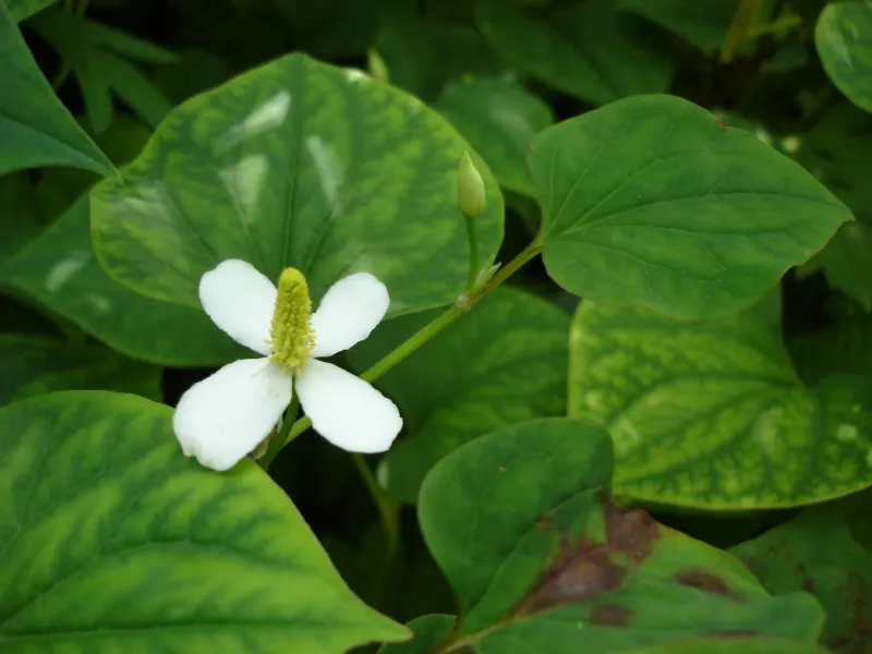 Houttuynia (Houttuynia Cordata 'Chamelion') — yellow flowers in the garden; reminiscent of a painter's palette
