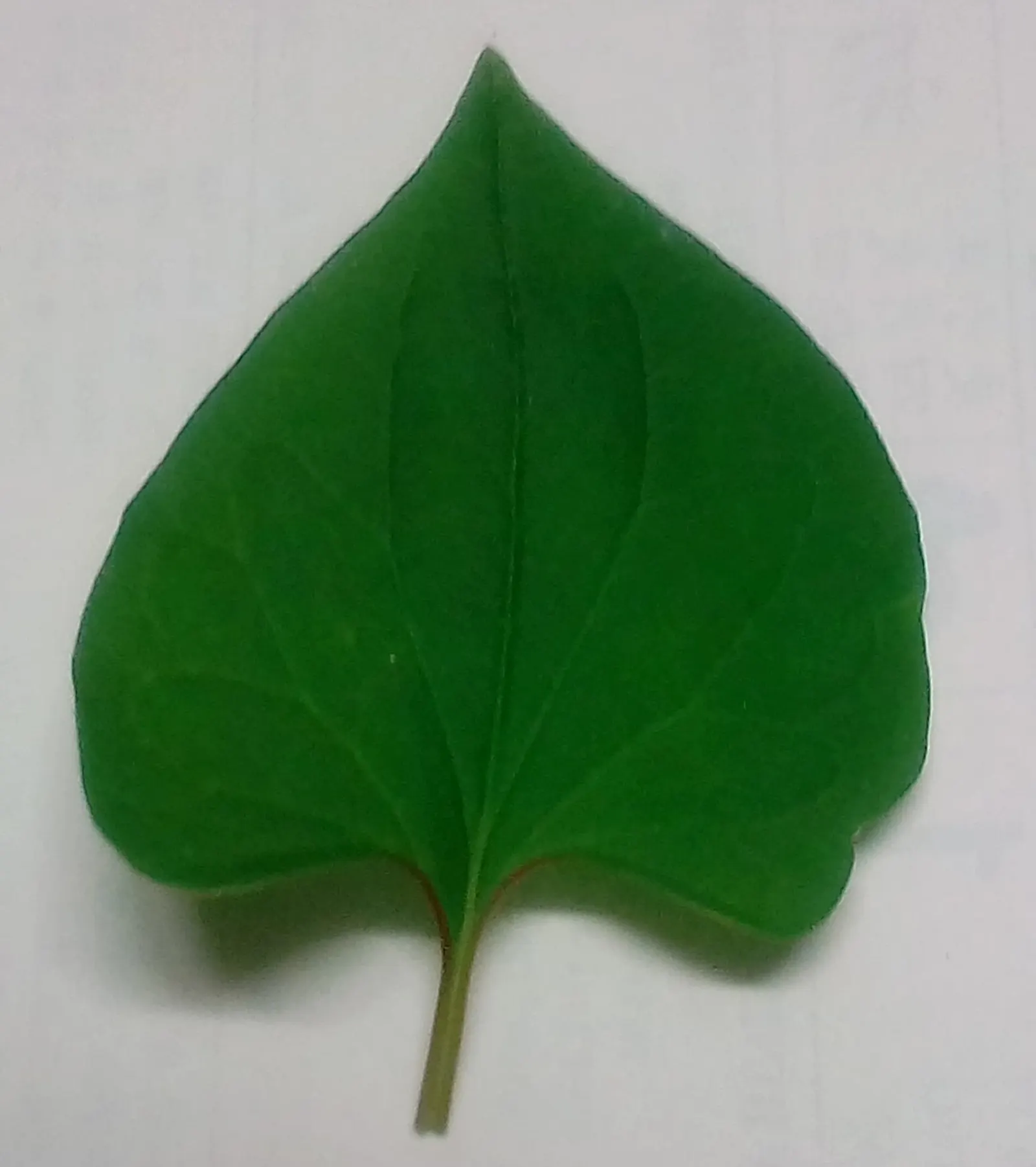 Houttuynia (Houttuynia Cordata 'Chamelion') — Its aromatic foliage can be quite aggressive in growth; which display an artistic mosaic of green, image 82