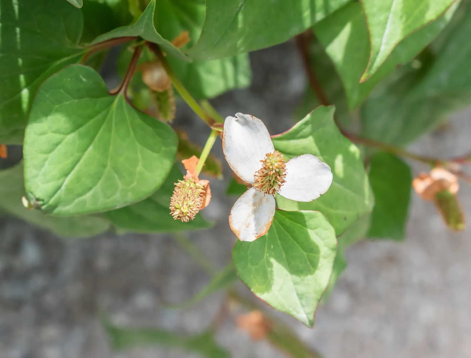 Houttuynia (Houttuynia Cordata 'Chamelion') — the Chameleon Plant is low-maintenance