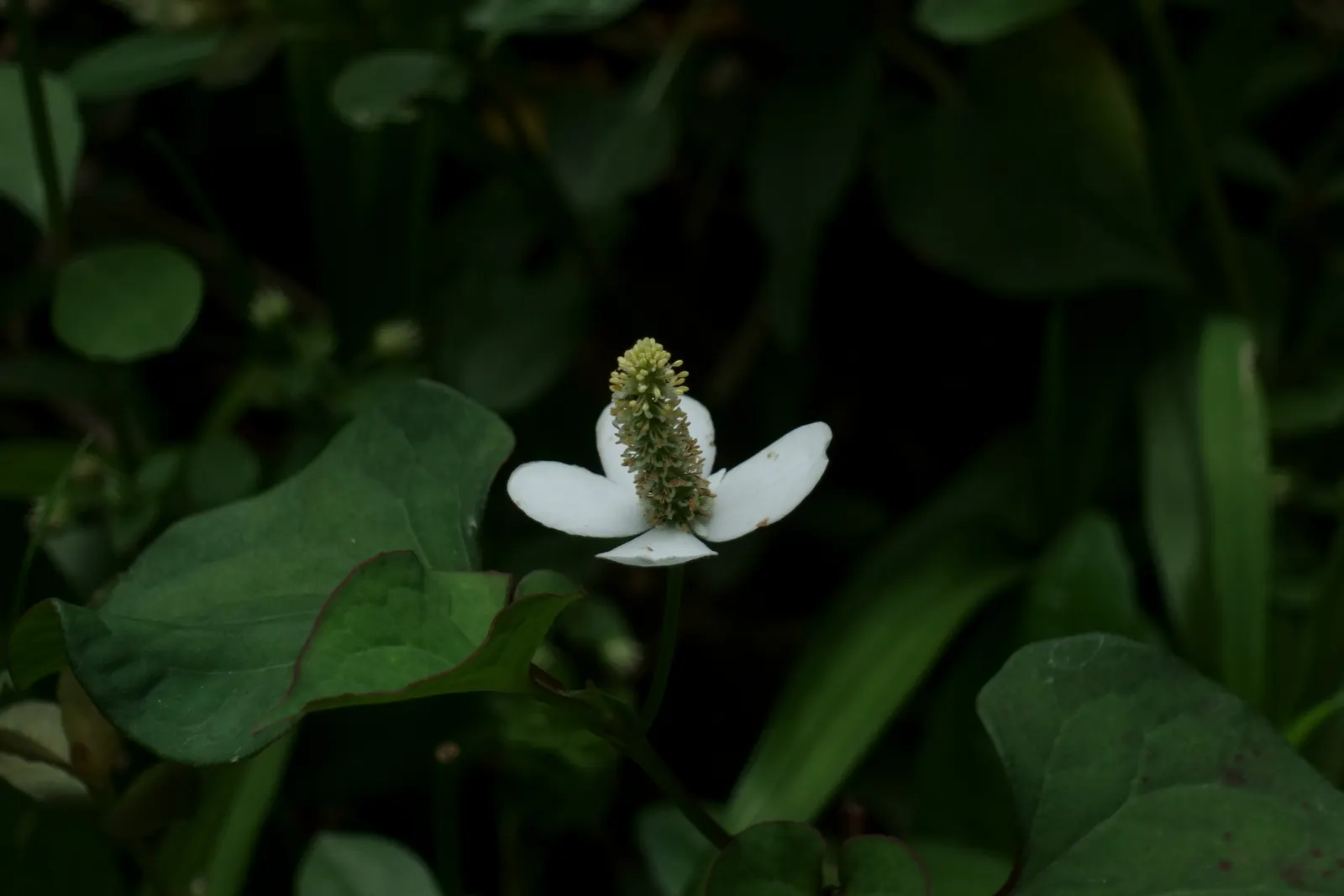 Houttuynia (Houttuynia Cordata 'Chamelion') — although its colors are most vivid in full sun - as long as its soil moisture needs are met; it adds a colorful
