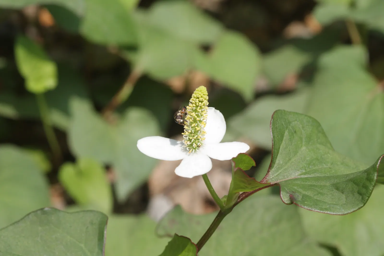 Houttuynia (Houttuynia Cordata 'Chamelion') — Noted for its rapid growth