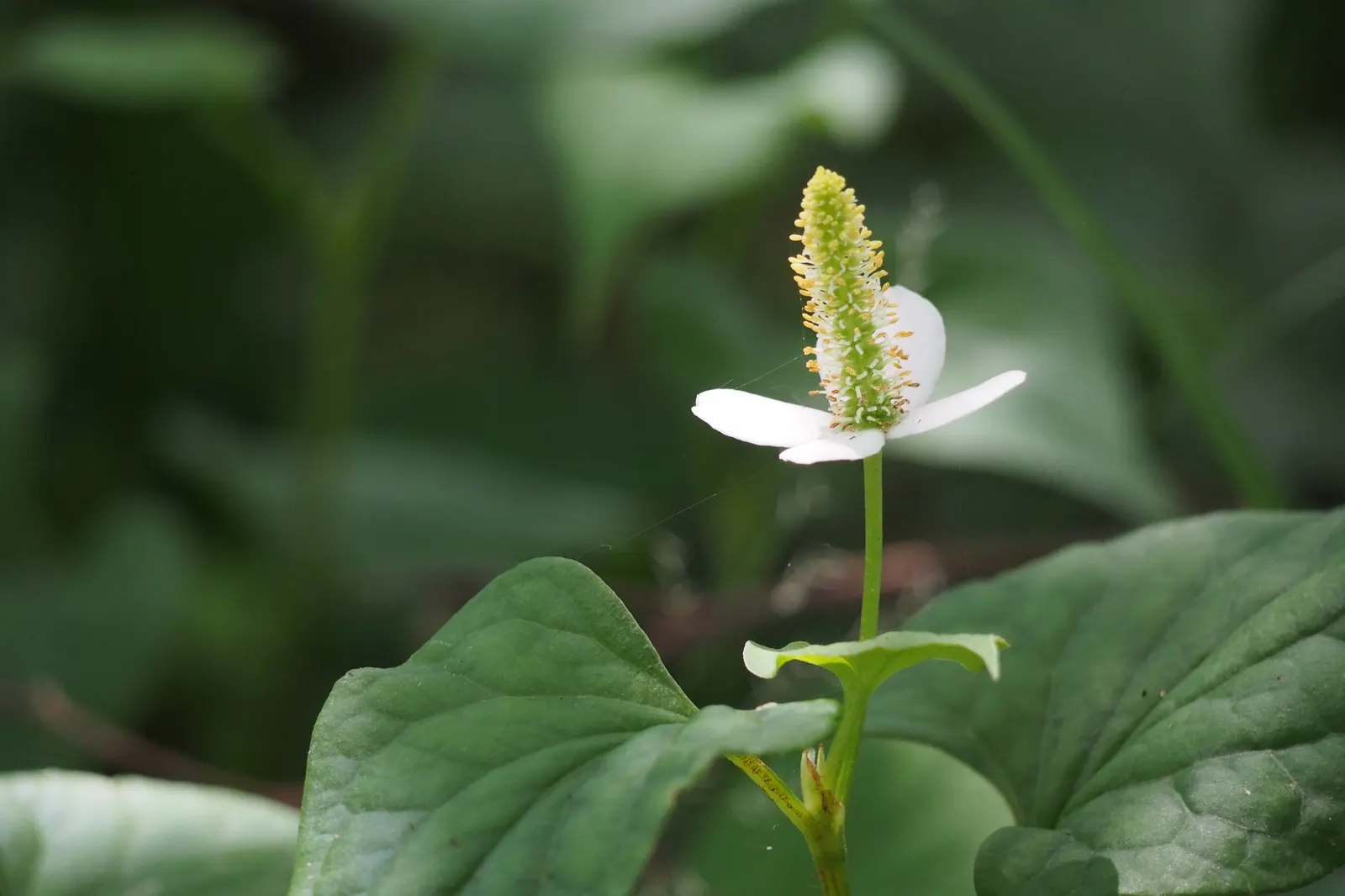 Houttuynia (Houttuynia Cordata 'Chamelion') — making it an ideal choice for water gardens; ground cover / perennial with yellow blooms