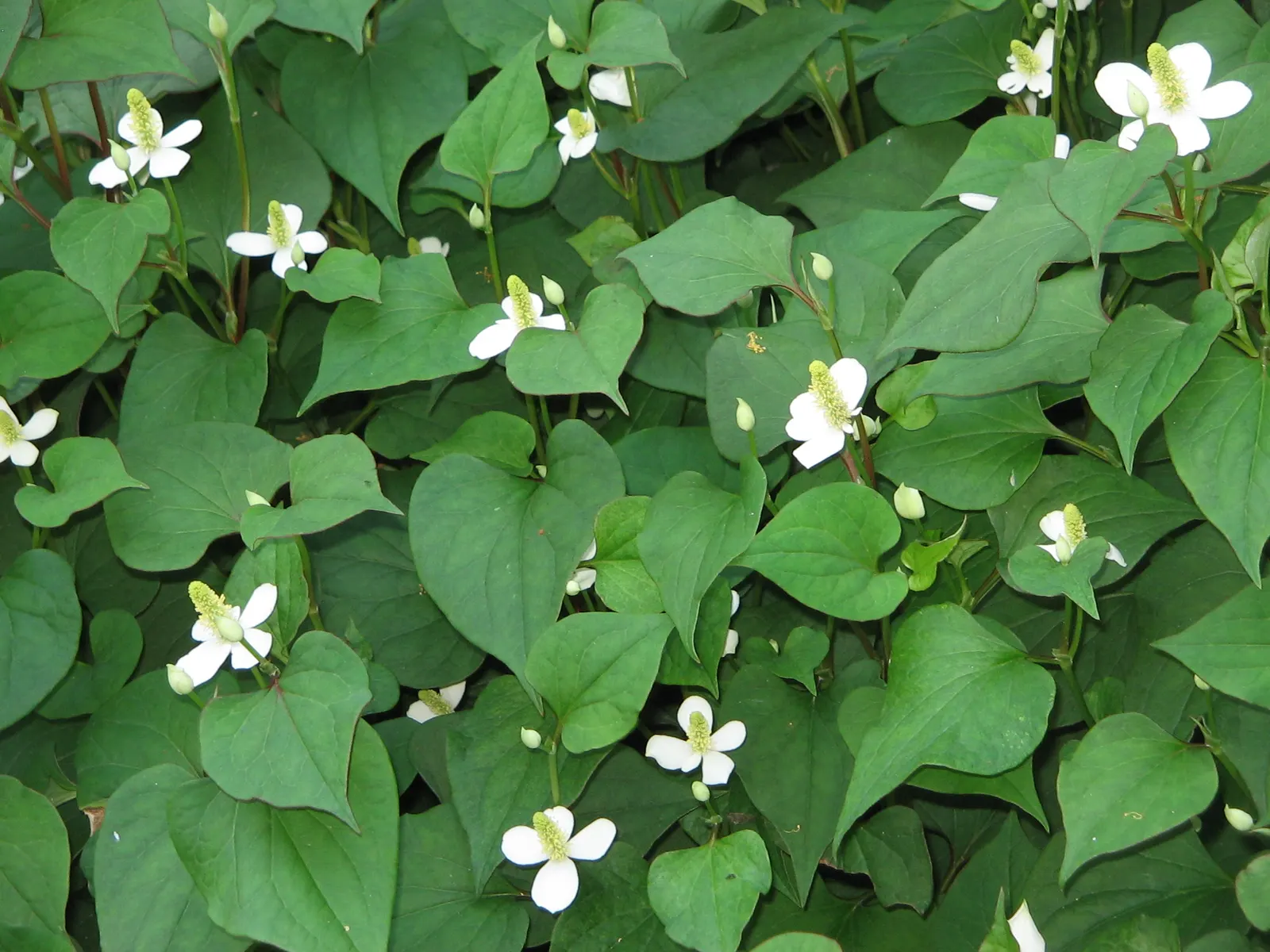 Houttuynia (Houttuynia Cordata 'Chamelion') — In the late spring to early summer