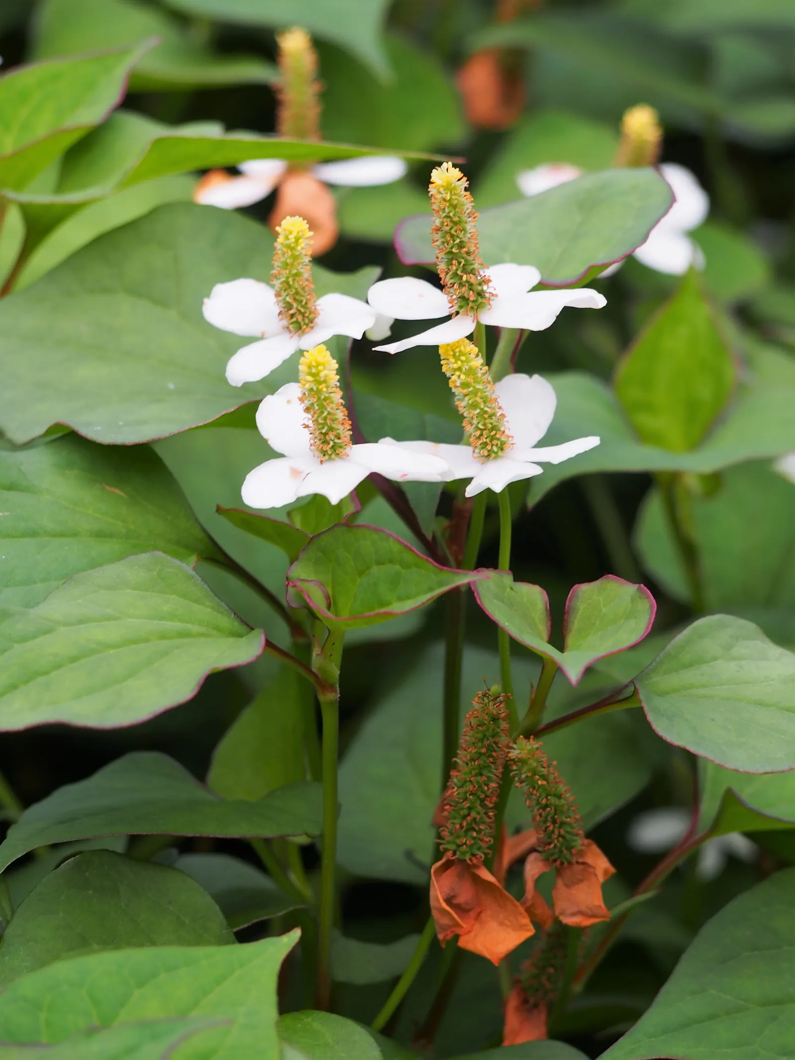 Houttuynia (Houttuynia Cordata 'Chamelion') — low-growing perennial featuring heart-shaped leaves splashed with hues of red; reaching a height and spread of