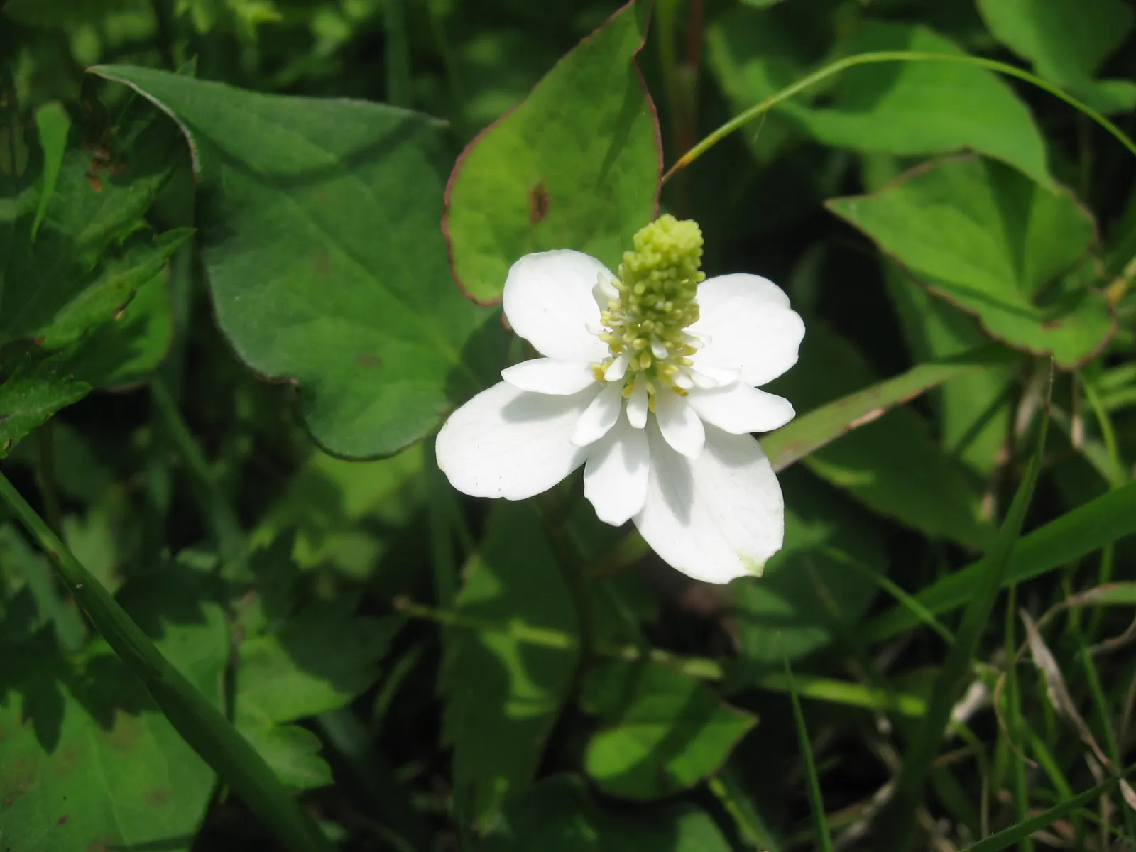 Houttuynia (Houttuynia Cordata 'Chamelion') — It thrives in USDA hardiness zones 5 through 9, image 78