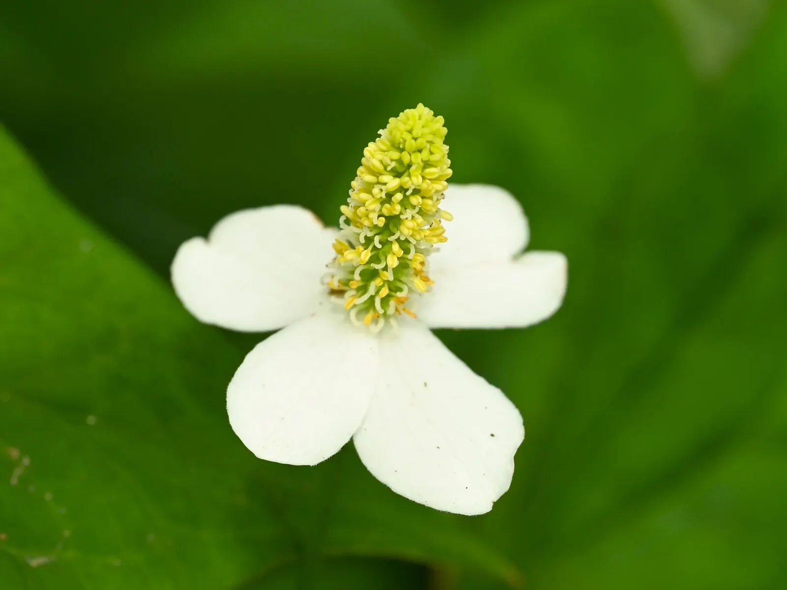 Houttuynia (Houttuynia Cordata 'Chamelion') — The Houttuynia cordata 'Chameleon'; yellow flowers in the garden, image 71