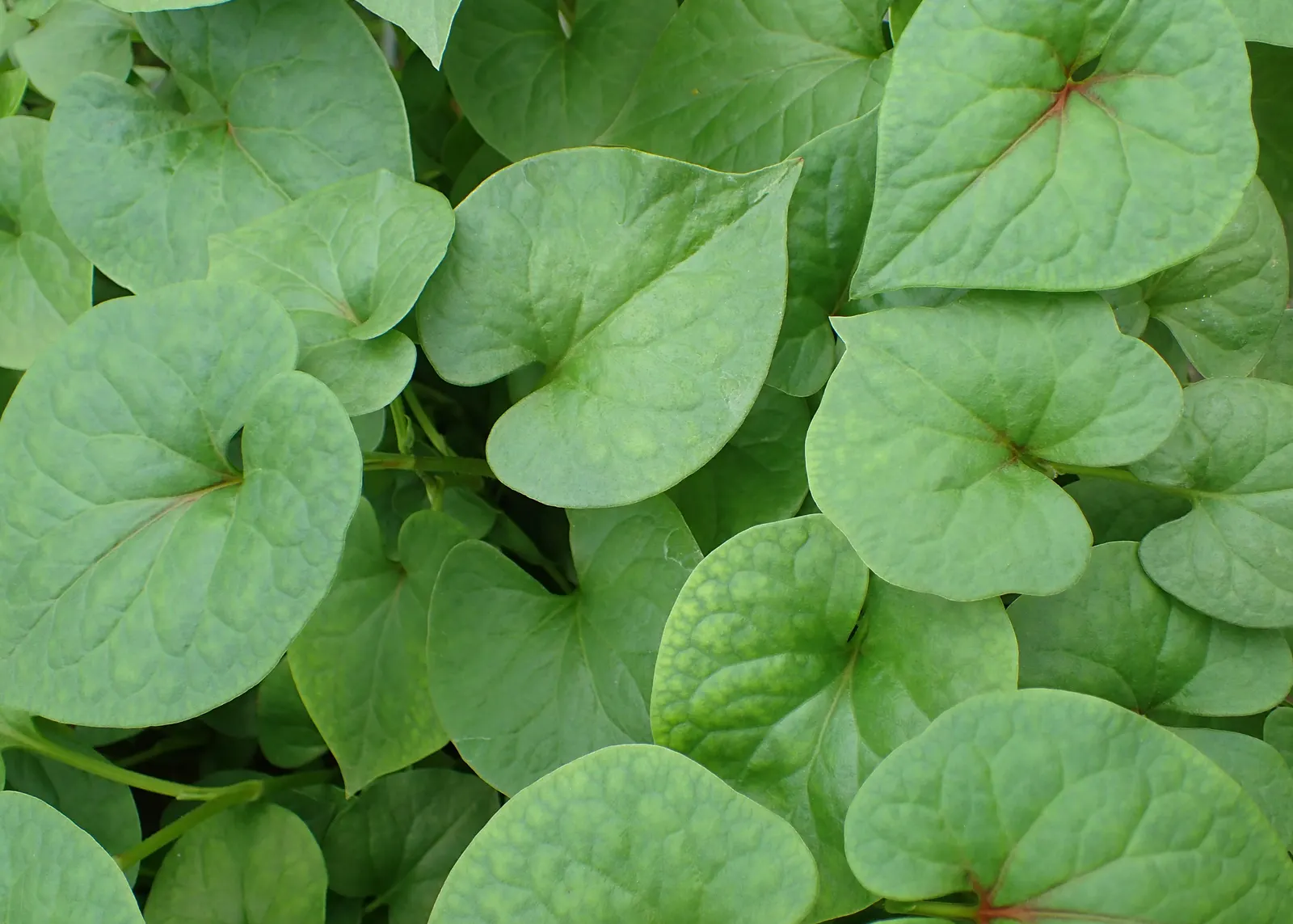Houttuynia (Houttuynia Cordata 'Chamelion') — reminiscent of a painter's palette; thriving in USDA zones 4-8, image 76