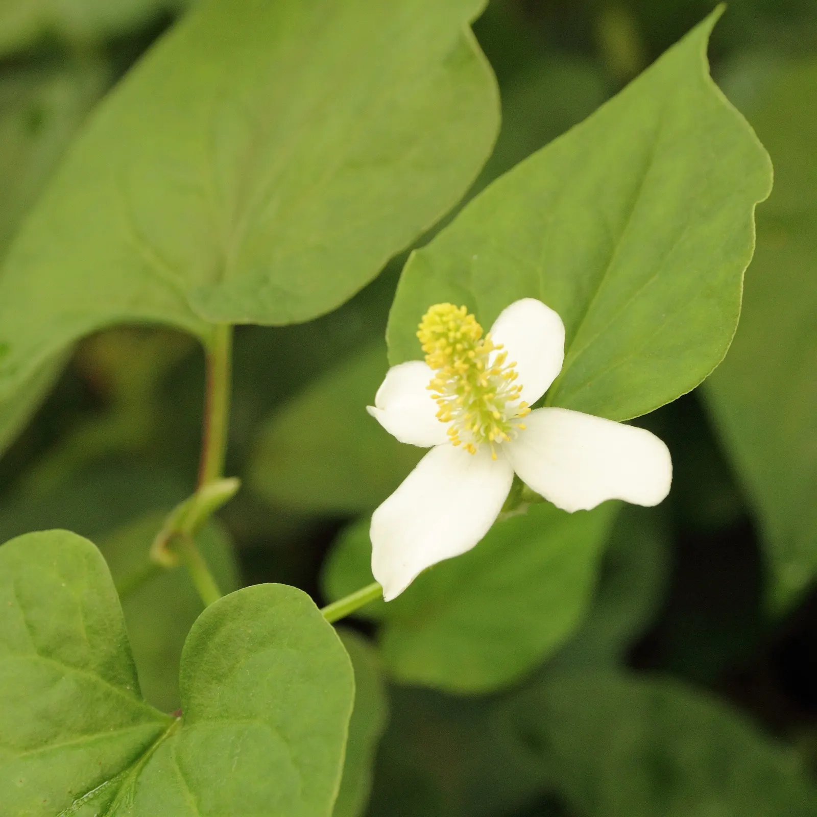 Houttuynia (Houttuynia Cordata 'Chamelion') — although its colors are most vivid in full sun - as long as its soil moisture needs are met; it adds, image 81