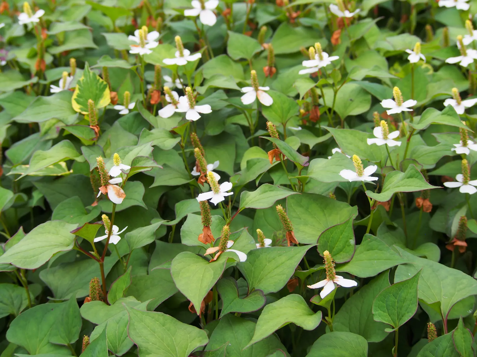 Houttuynia (Houttuynia Cordata 'Chamelion') — requiring minimal care beyond monitoring its growth and ensuring adequate moisture levels