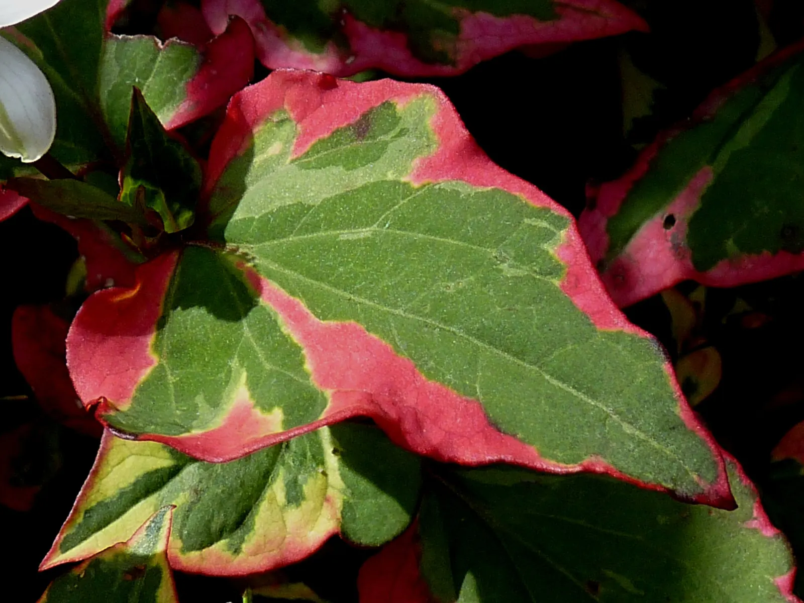 Houttuynia (Houttuynia Cordata 'Chamelion') — keep in perspective its invasive nature and plant with care