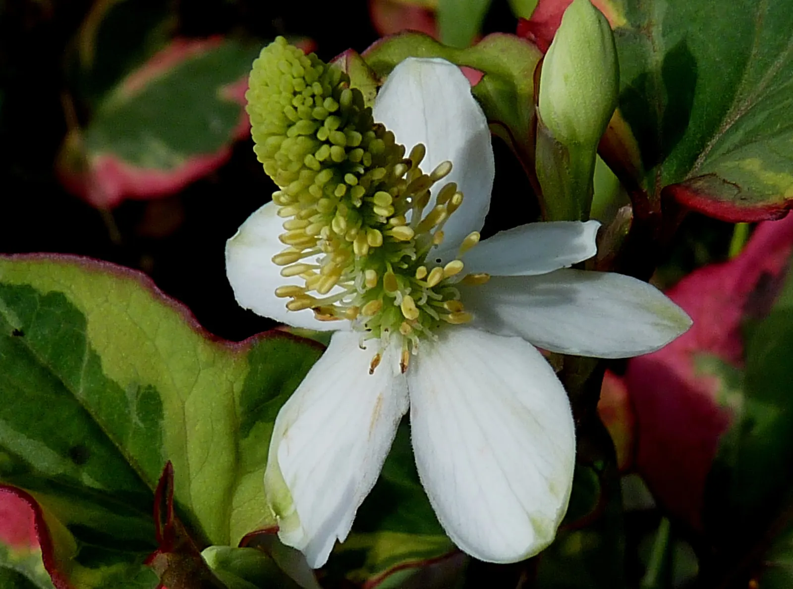 Houttuynia (Houttuynia Cordata 'Chamelion') — low-growing perennial featuring heart-shaped leaves splashed with hues of red